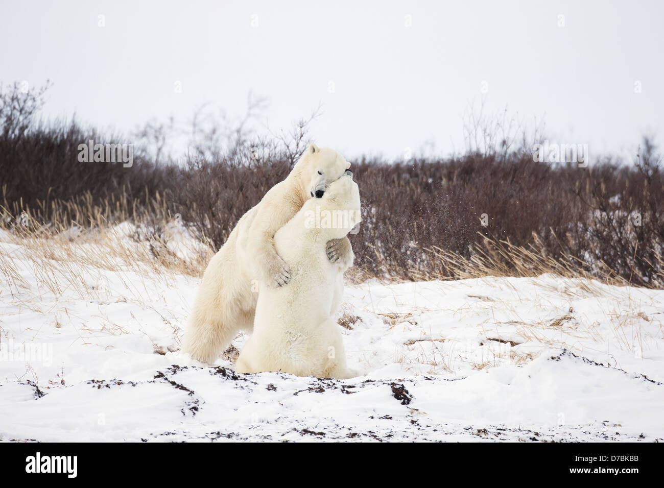 Les ours polaires jouent sur les rives de la Baie d'Hudson;Churchill Manitoba Canada Banque D'Images