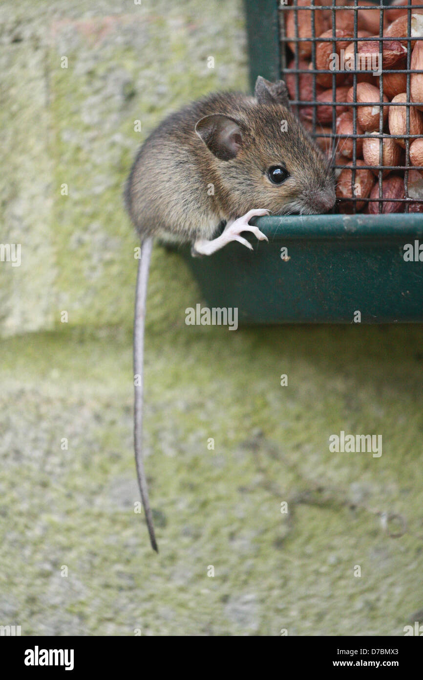 Cette chère petite souris bois trouvé une source de nourriture sur la mangeoire pour oiseaux dans mon jardin. Banque D'Images