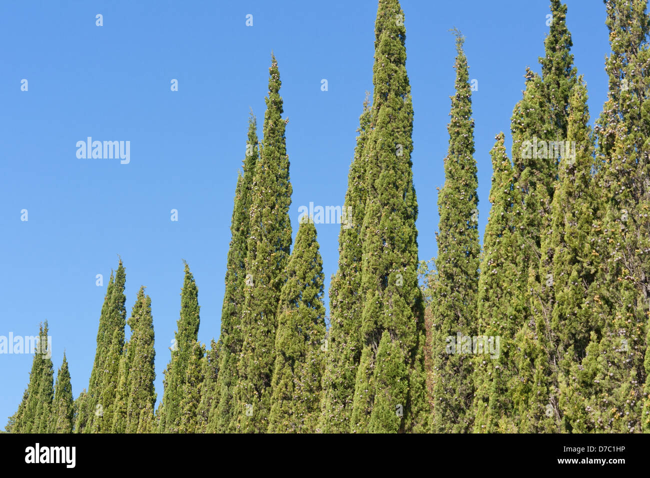 Fond d'été - vert cyprès, ciel bleu Banque D'Images