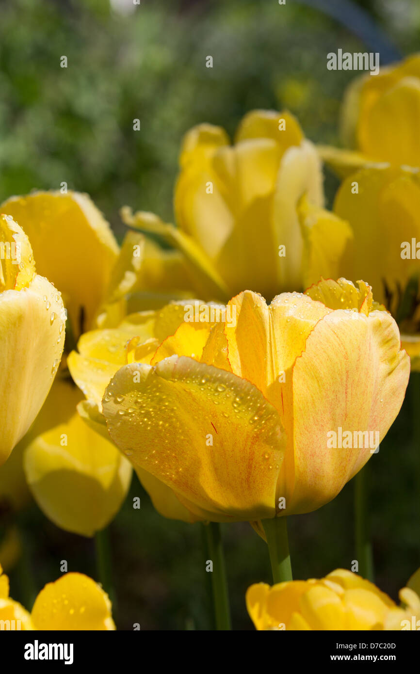 Les gouttelettes d'eau sur tulipes jaunes au Jardin botanique de Brooklyn, New York, NY Banque D'Images