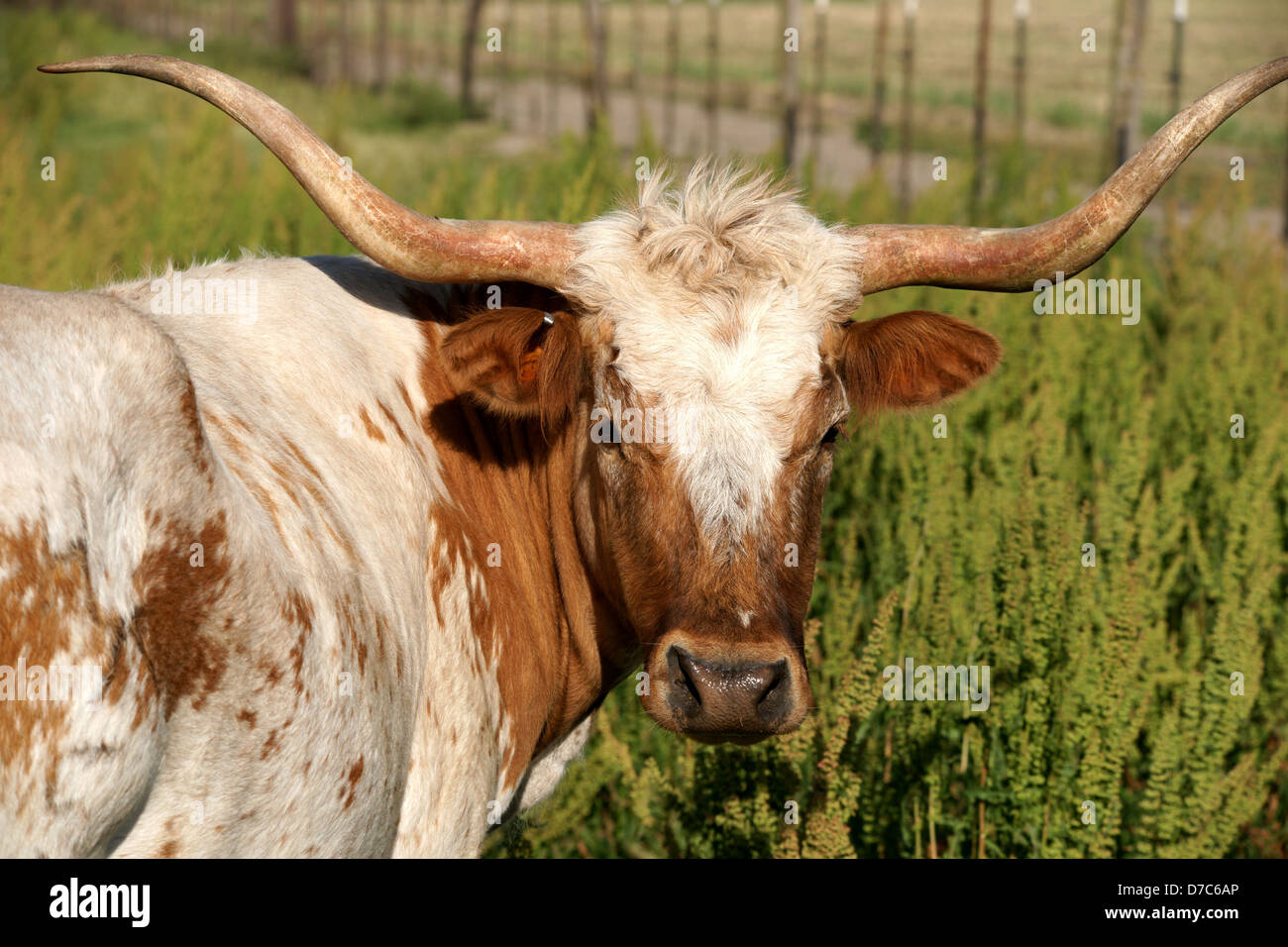 Tête de vache Texas Longhorn. Manteau brun et blanc. Face à l'appareil photo Banque D'Images