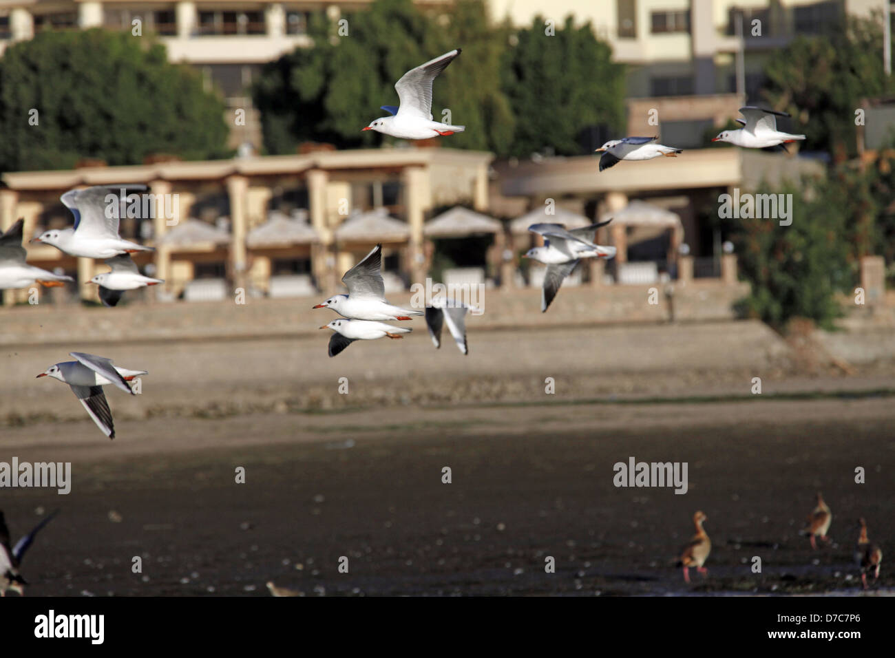 Les OISEAUX DE MER EN VOL NIL ASSOUAN EGYPTE 10 Janvier 2013 Banque D'Images