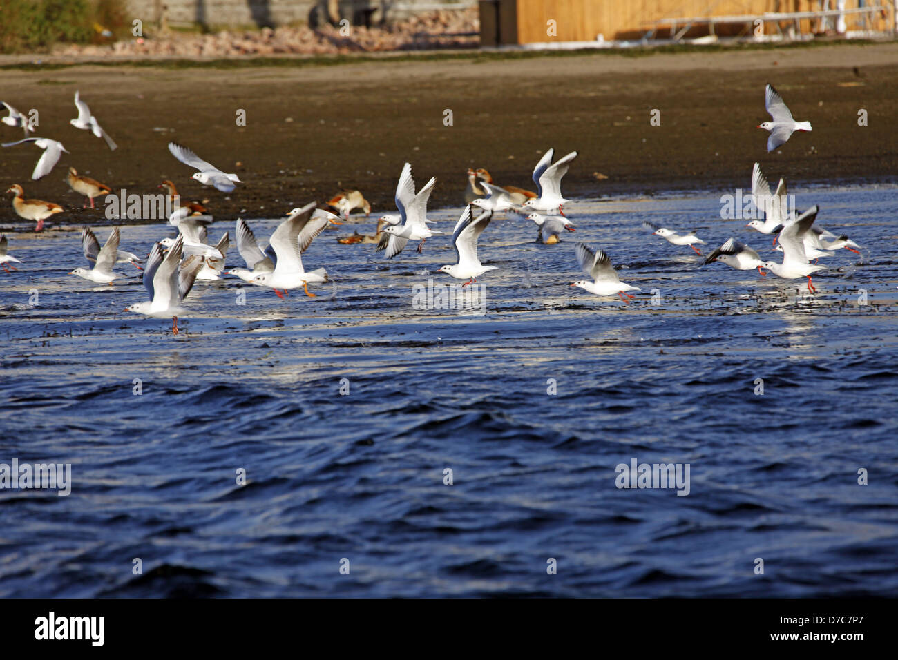 Les OISEAUX DE MER EN VOL NIL ASSOUAN EGYPTE 10 Janvier 2013 Banque D'Images