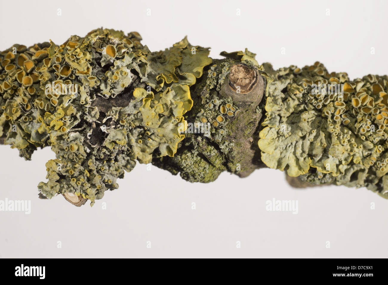 De plus en plus de lichen plan macro sur une branche d'arbre Banque D'Images