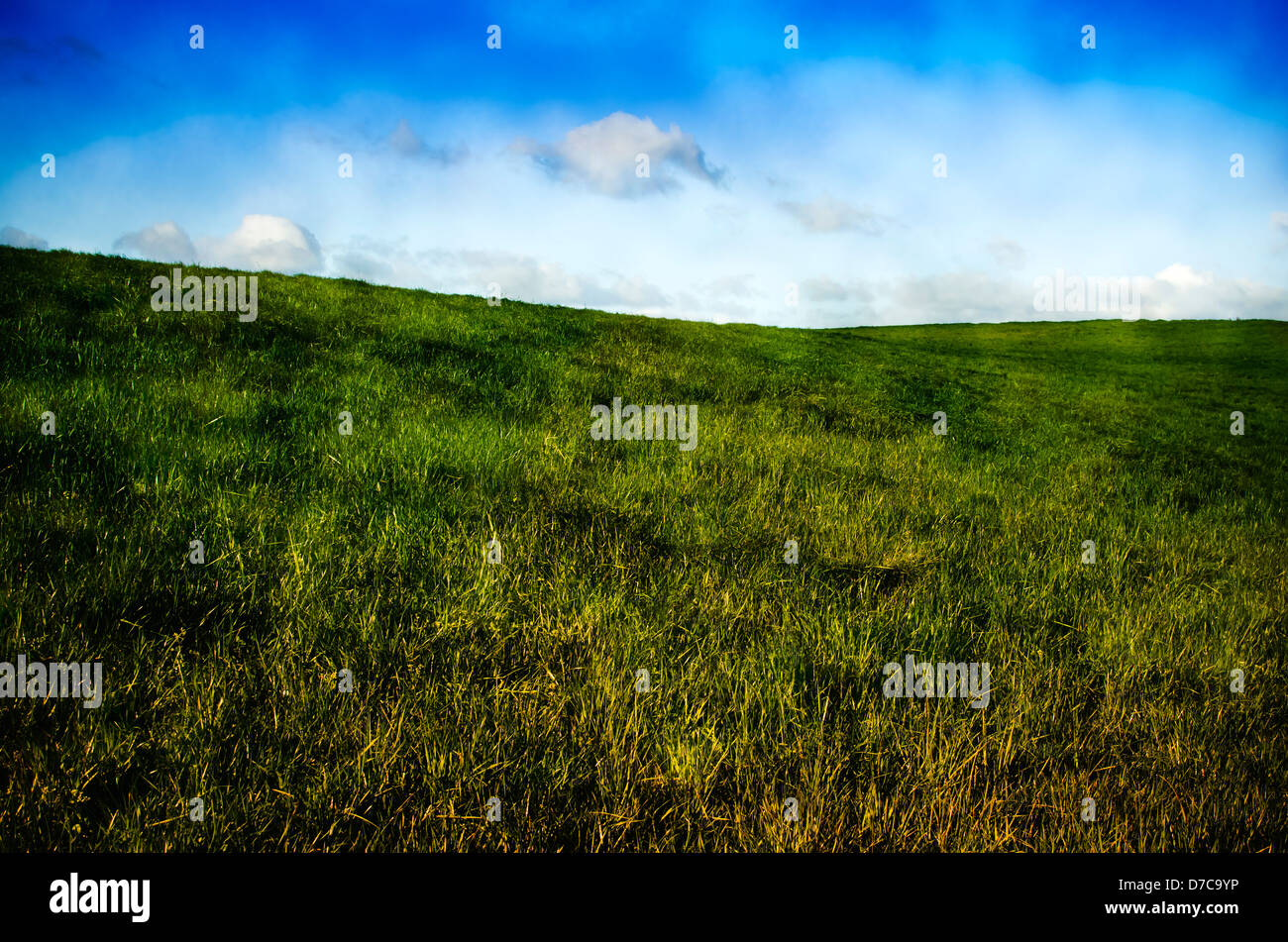 Paysage de printemps avec green field and blue sky Banque D'Images