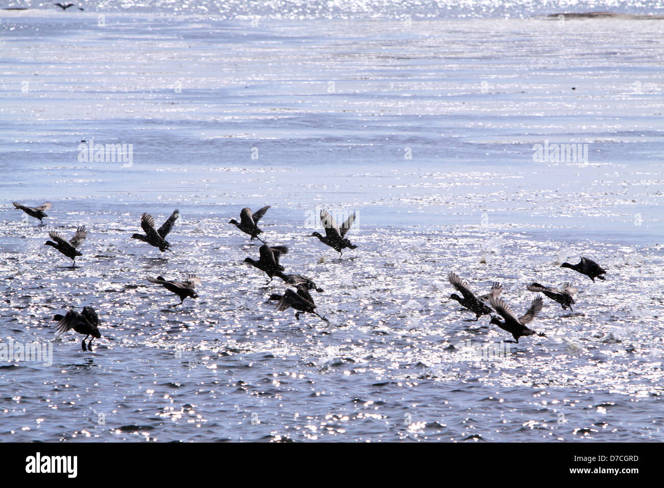 Prendre off -Assouan (saison de migration des oiseaux) Banque D'Images