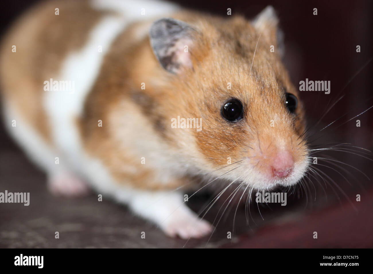 Hamster animal reniflant autour Banque D'Images