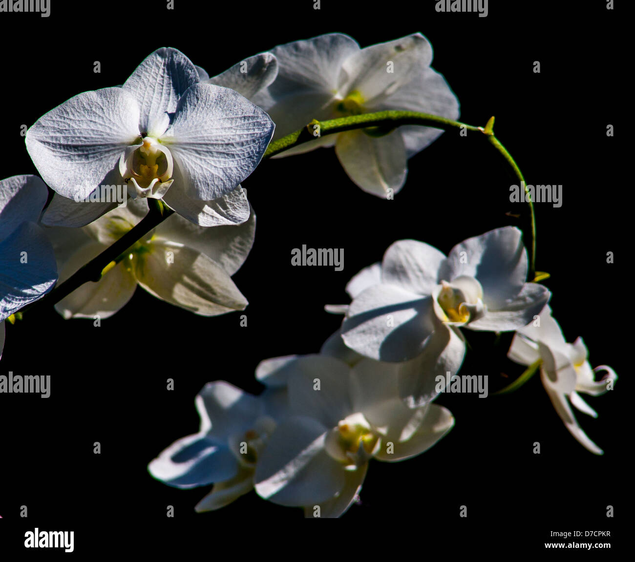 Une tige d'Orchidée Orientale Fleurs dans soleil du printemps Banque D'Images