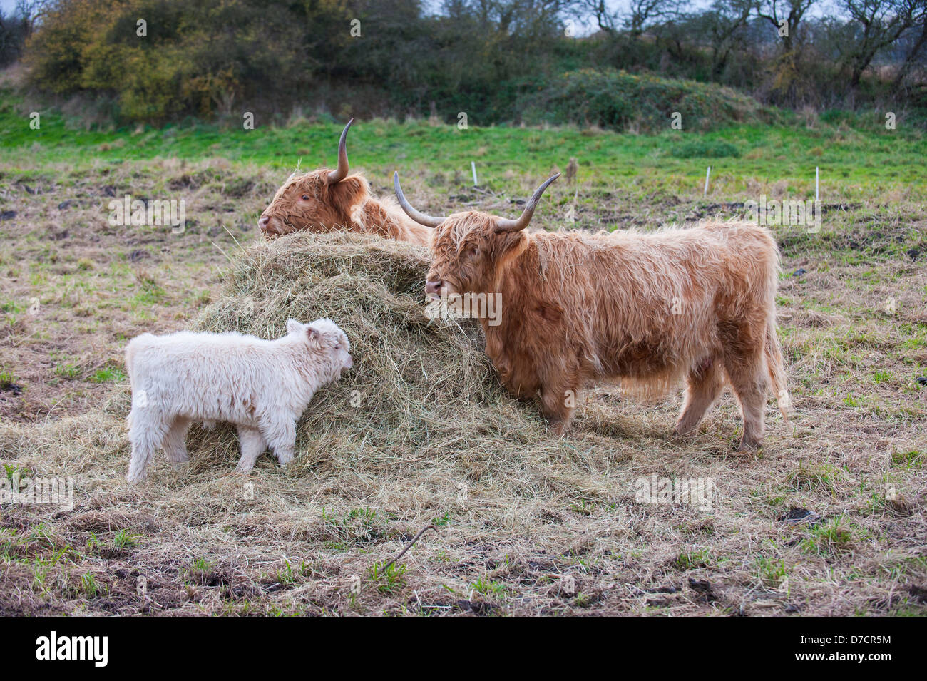 Avec l'alimentation des veaux Highland cattle on hay bale, Angleterre, Novembre Banque D'Images