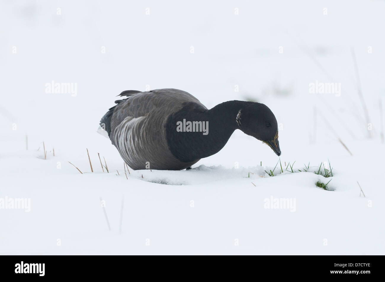 La Bernache cravant (Branta bernicla) se nourrissant sur des pâturages couverts de neige, Norfolk, Angleterre, Janvier Banque D'Images