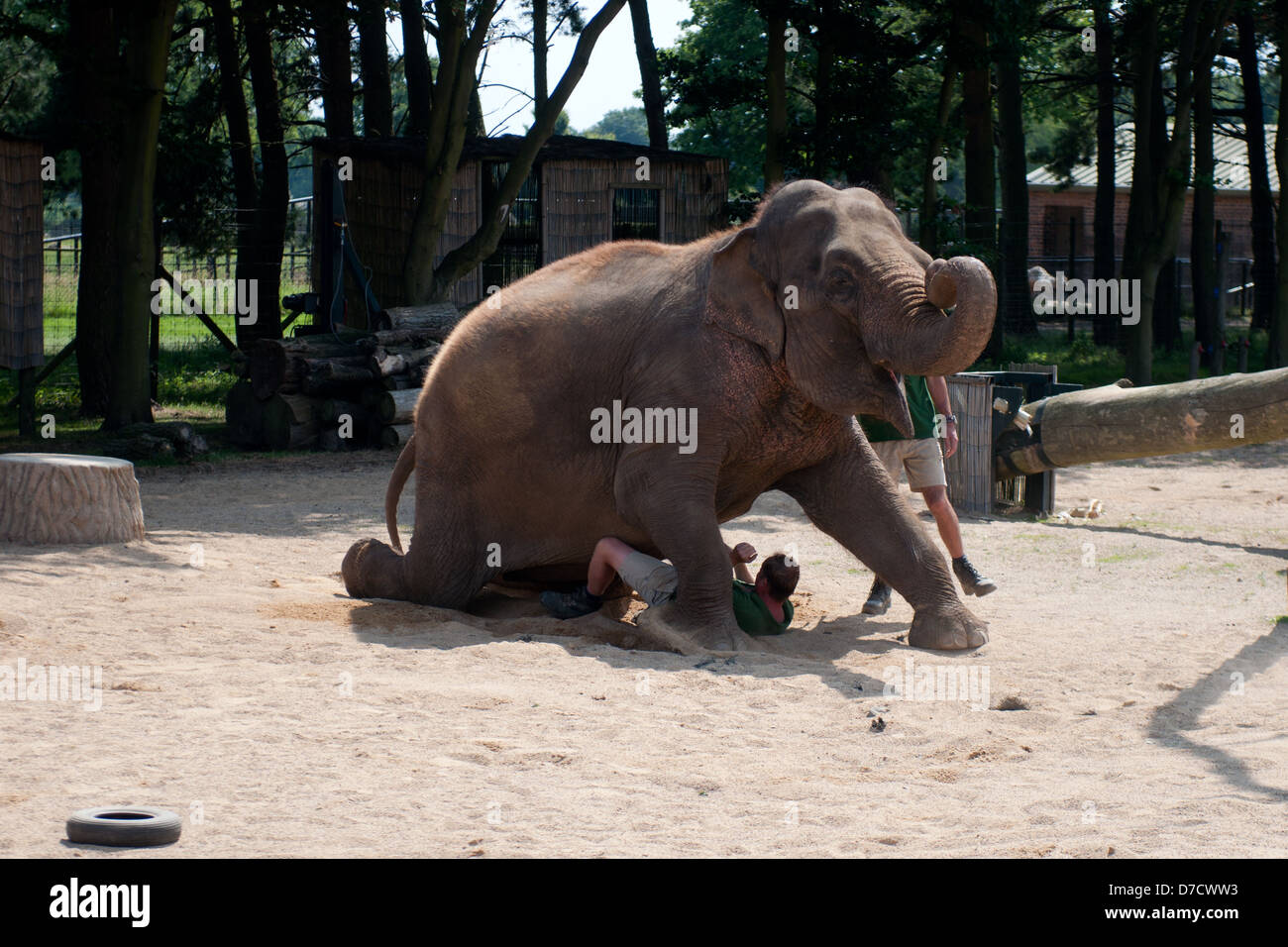 Les détenteurs sur le zoo de Whipsnade démontrer la confiance entre eux et les éléphants en effectuant une cascade. Banque D'Images