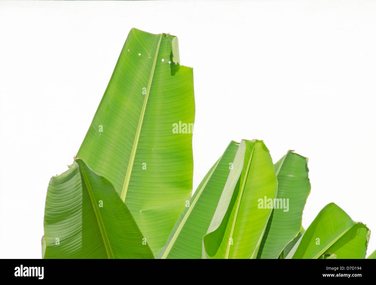 La feuille de banane sur fond blanc Banque D'Images