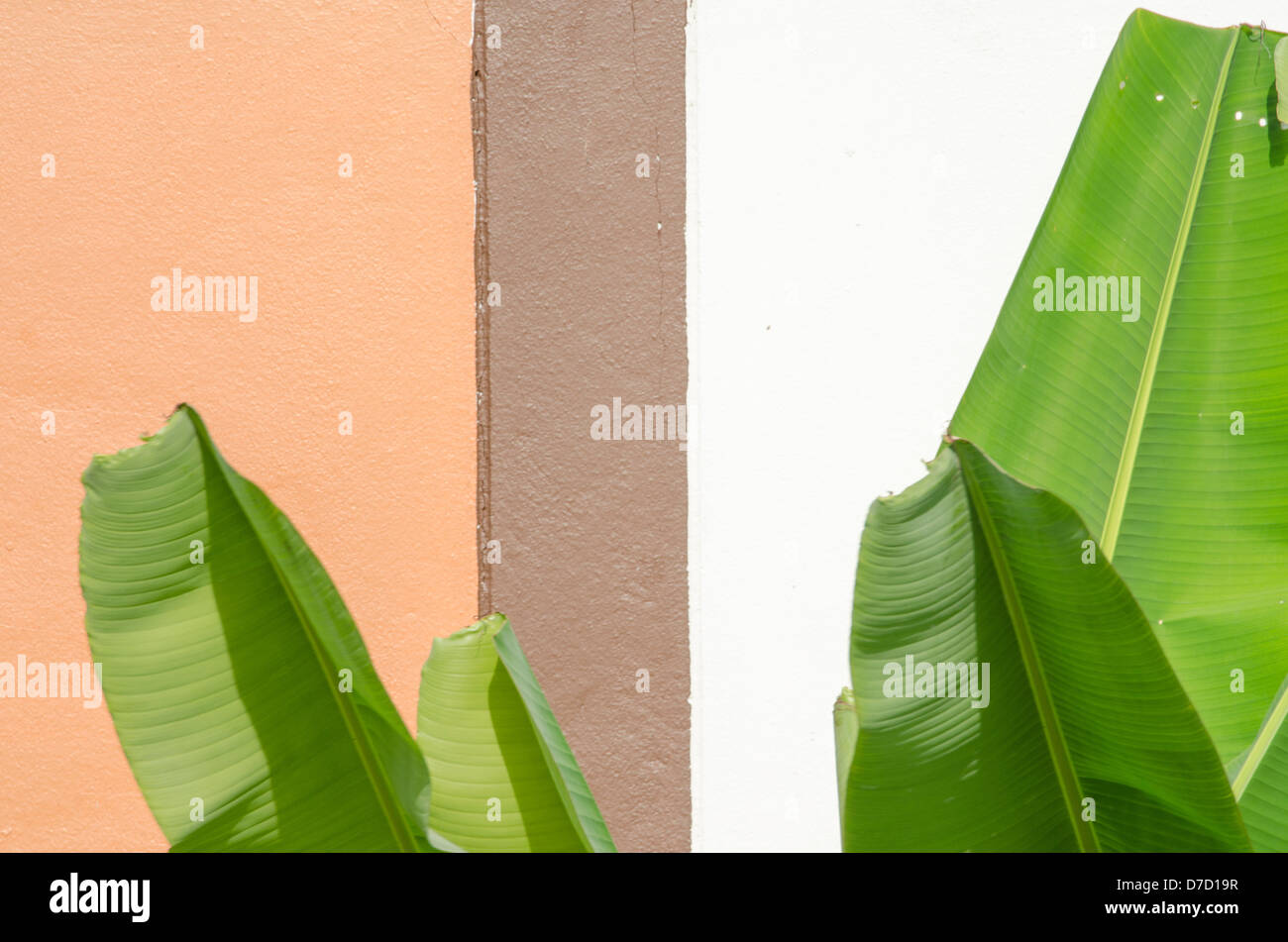 Feuille de bananier Banque D'Images
