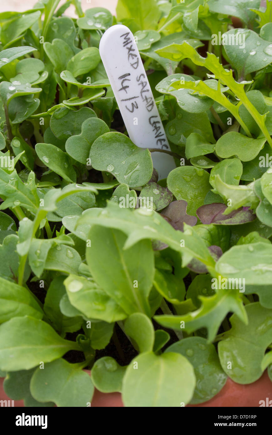 Mixed salad leaves growing plants dans un pot avec une plante en plastique label Banque D'Images