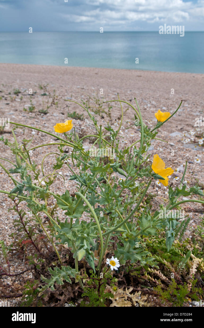 Yellow-Horned Glaucium flavum pavot :. Sur la plage de galets. Lieu non identifié, Devon, Angleterre. Banque D'Images
