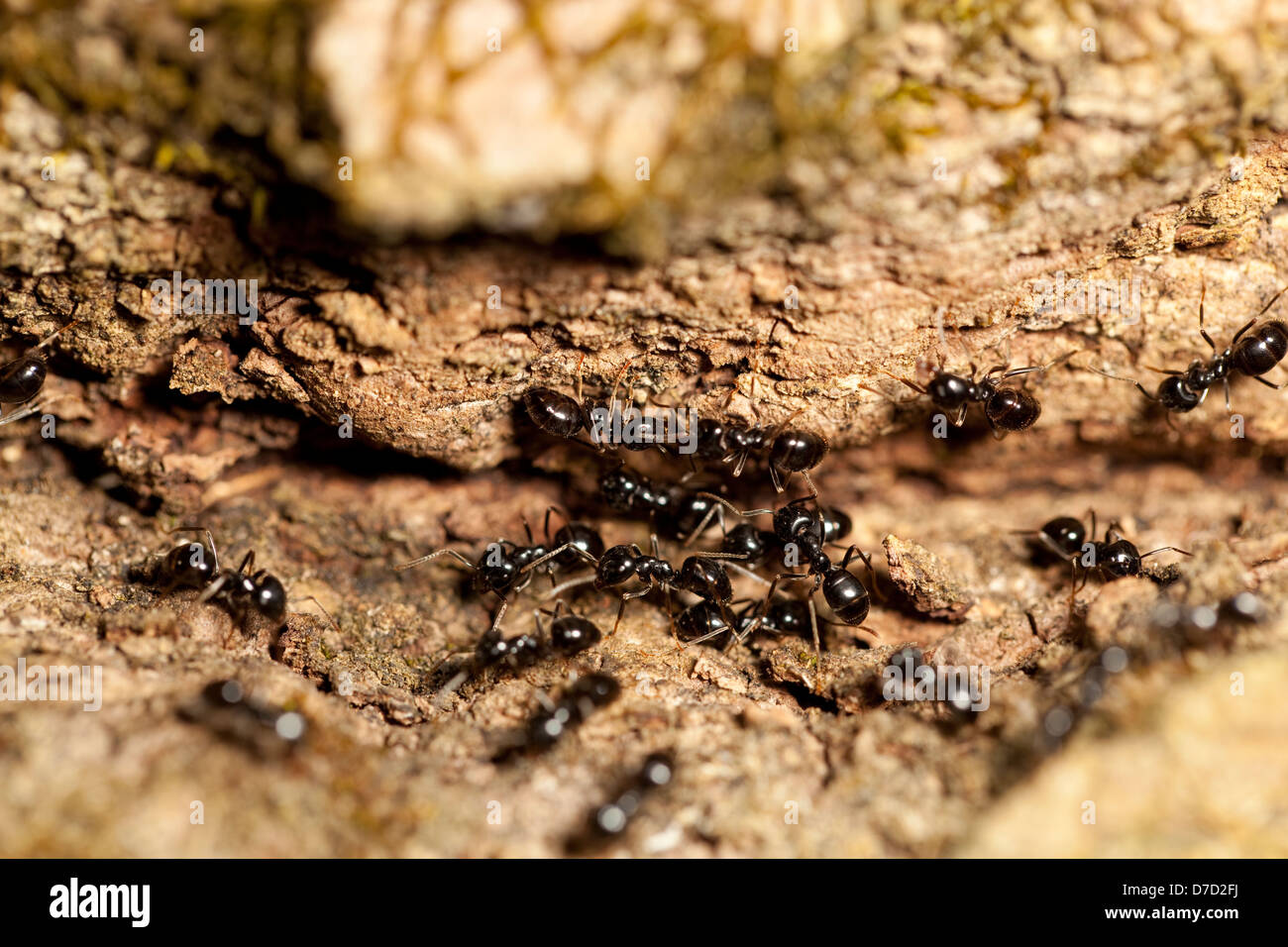 Grand groupe de black ant sur arbre tronc Banque D'Images