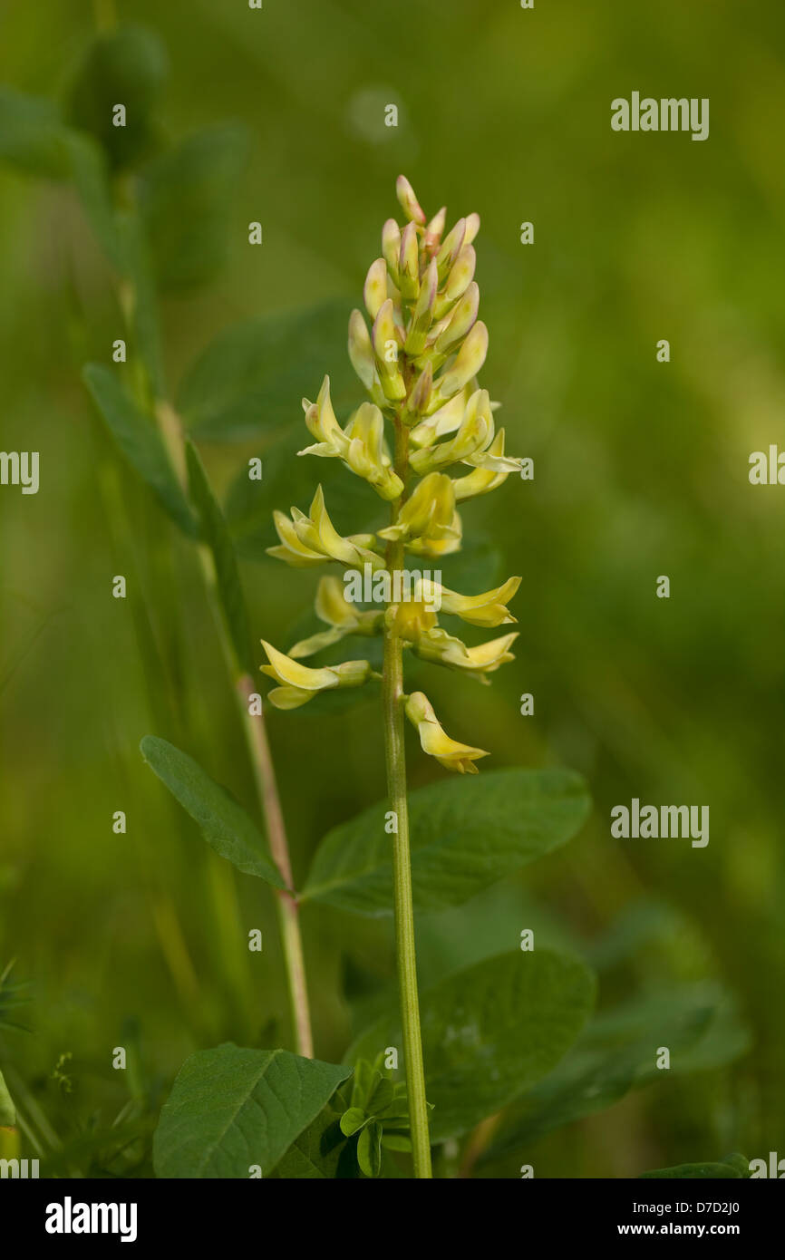 Seule fleur la réglisse (Glycyrrhiza) sur feuille verte Banque D'Images