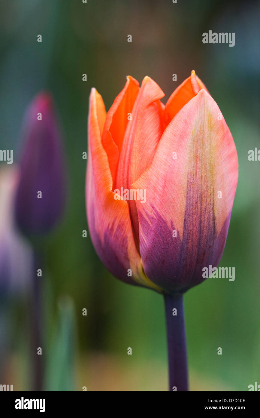 Tulipa 'Prinses Irene' dans un jardin anglais. Banque D'Images