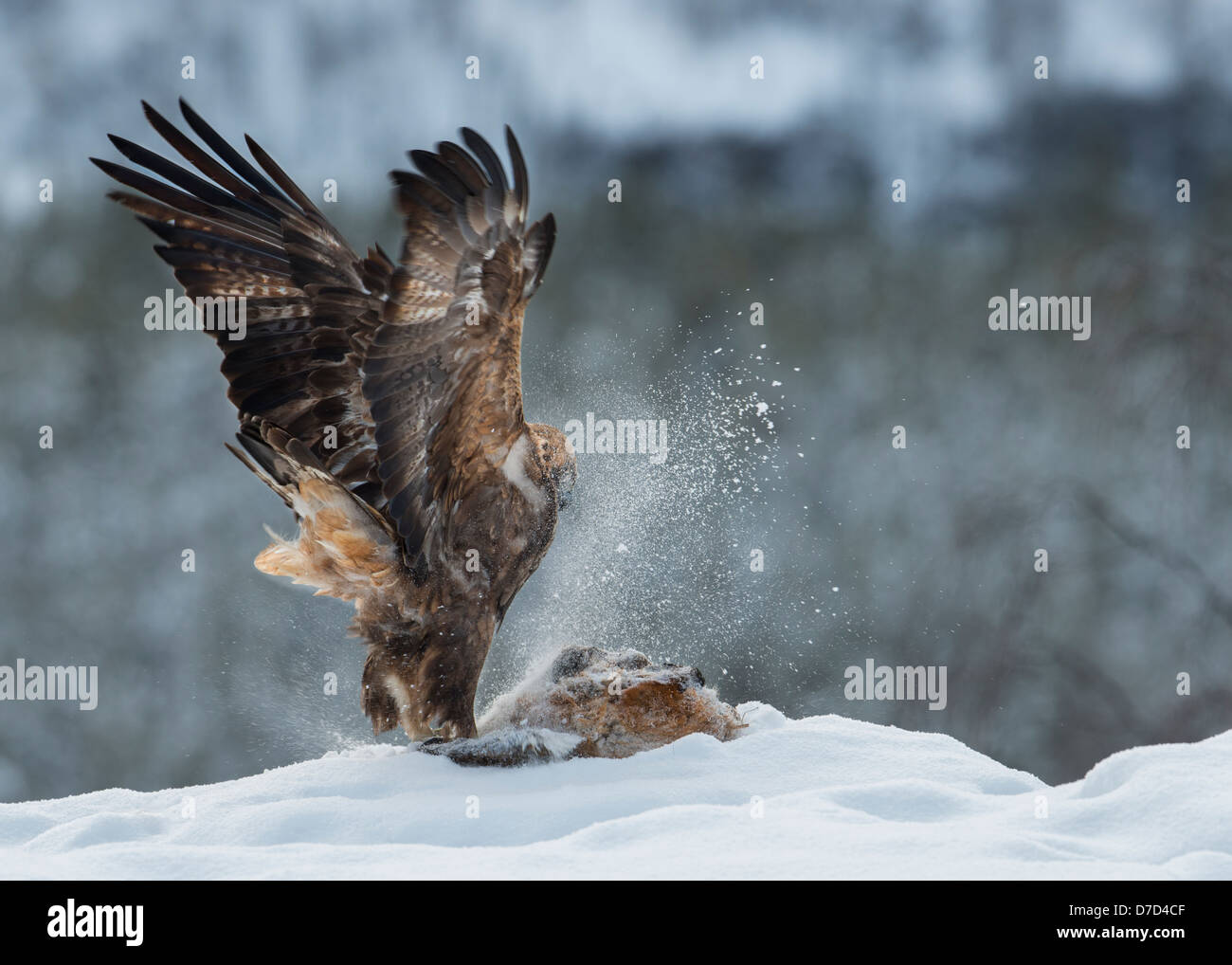 Golden Eagle atterrit sur la proie ailes déployées sur la neige Banque D'Images