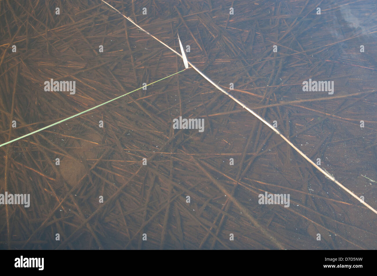 Fond du Lac de roseaux crossing Banque D'Images