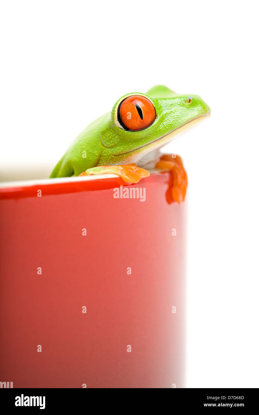 Frog à la marmite rouge - une grenouille arboricole aux yeux rouges (agalychnis callidryas) isolated on white Banque D'Images