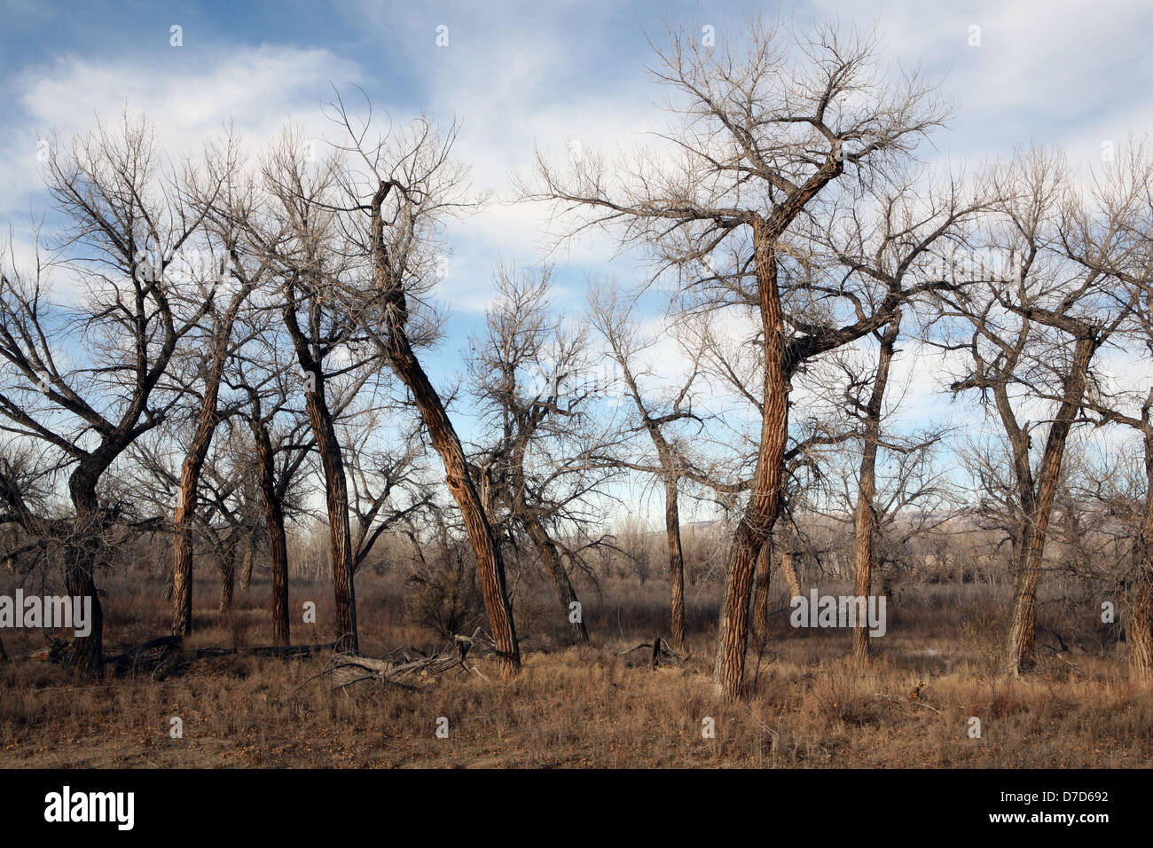 Paysage d'arbres morts à la fin de sun - Wyoming rural Banque D'Images