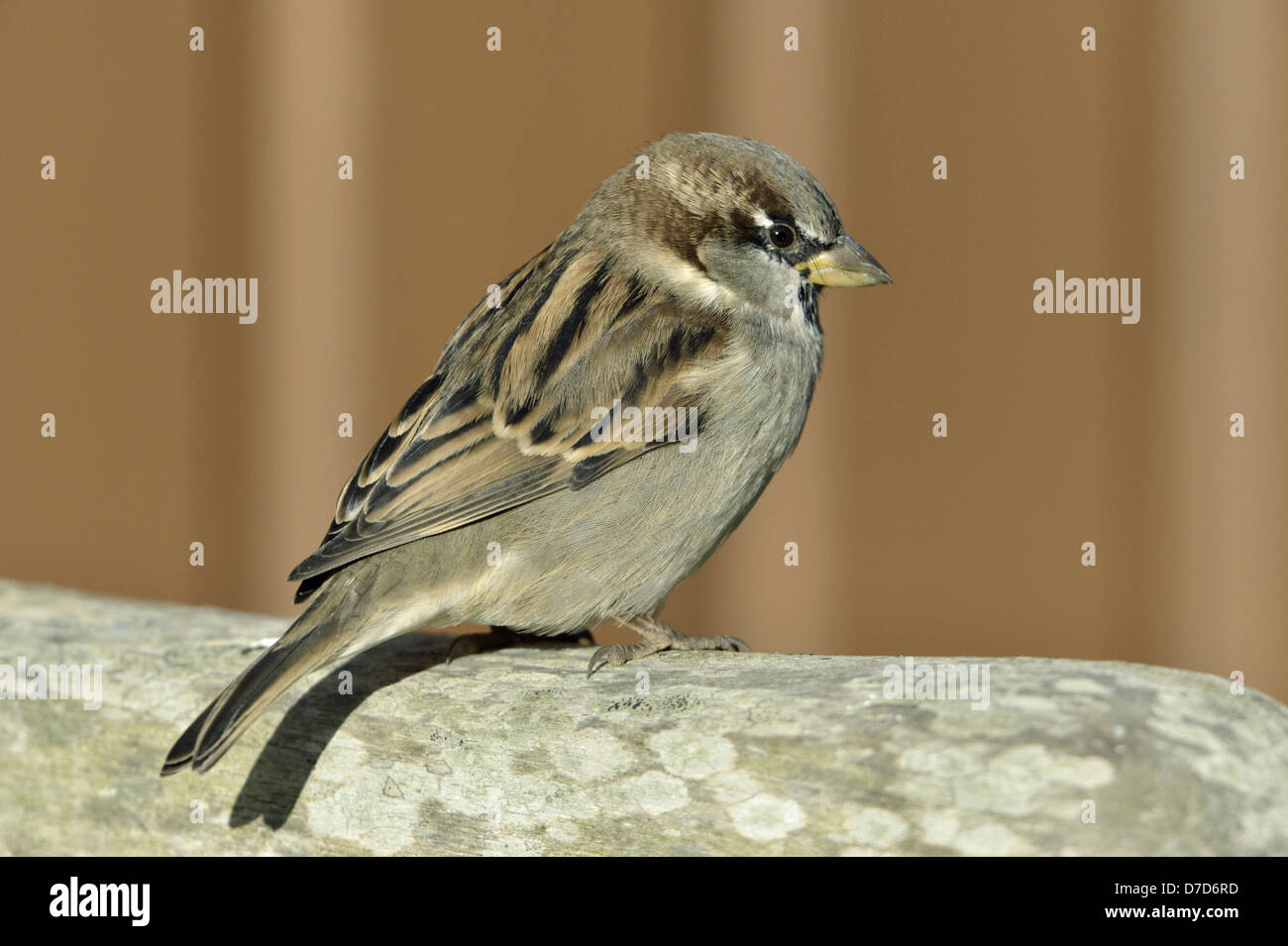 Moineau domestique Passer domesticus Banque D'Images