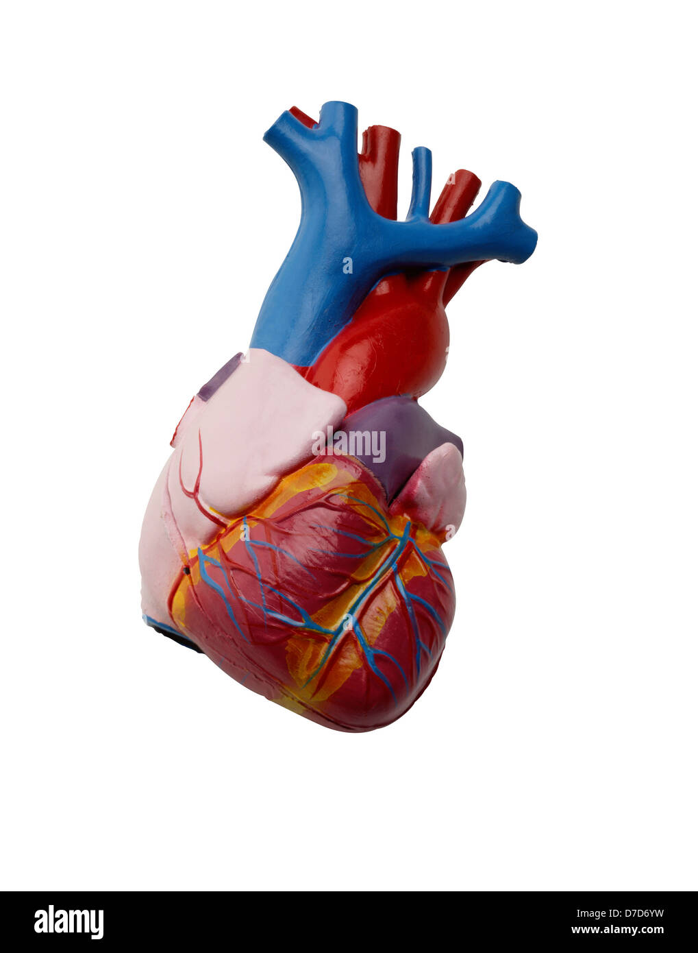 Modèle anatomique en plastique du cœur humain, on white Banque D'Images