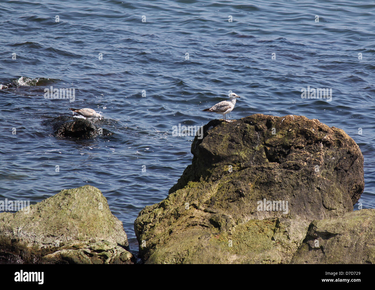 Mouettes assis sur les rochers au bord de mer Banque D'Images