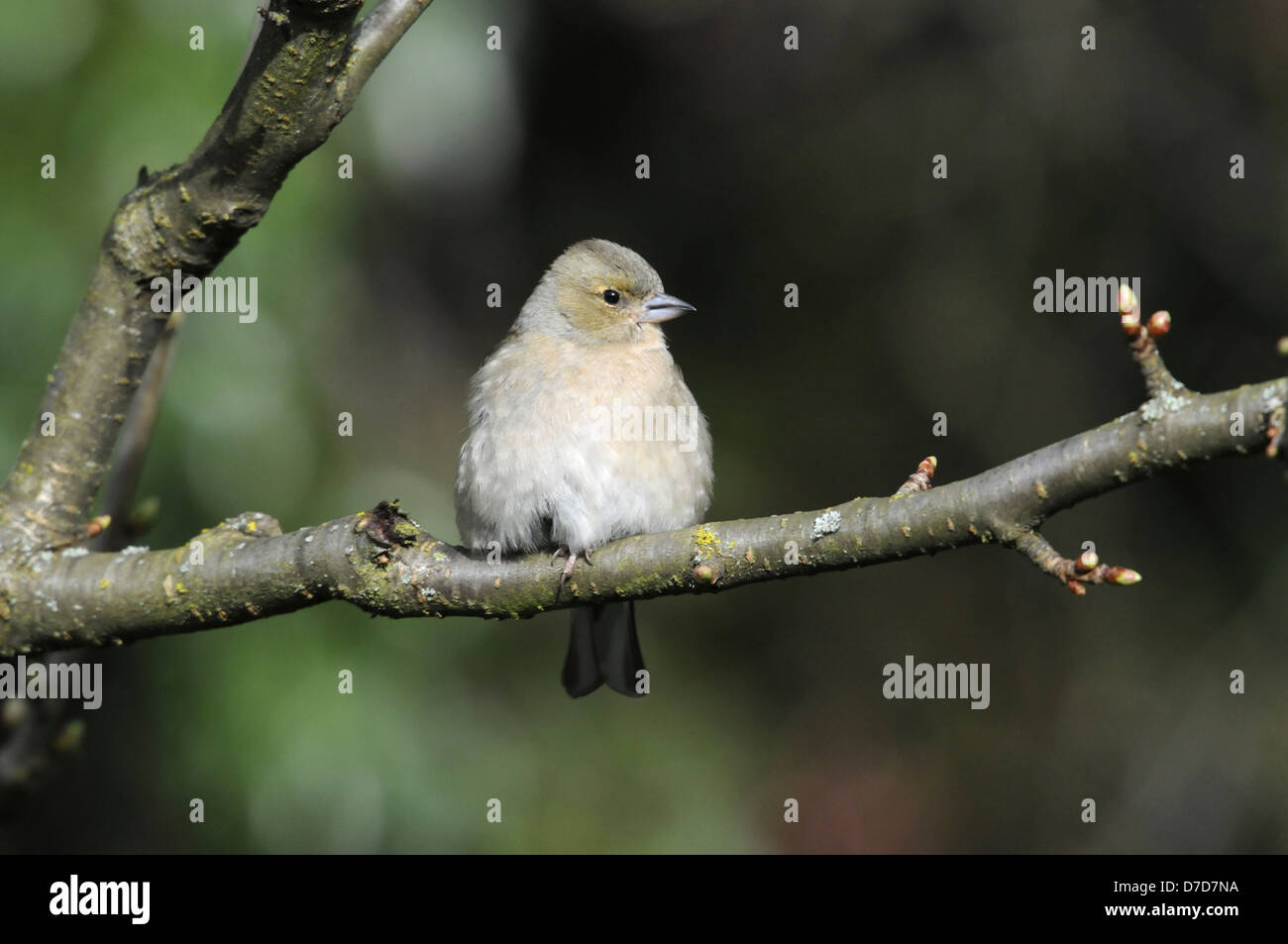 Chaffinch Fringilla coelebs Banque D'Images