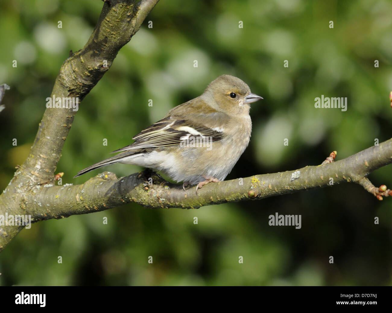 Chaffinch Fringilla coelebs Banque D'Images