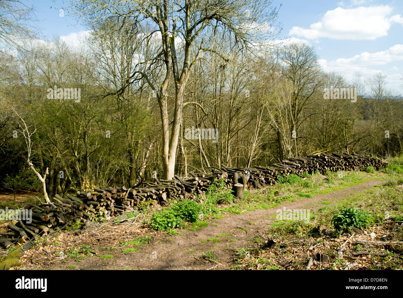 Les travaux forestiers, Wye Valley walk entre Chepstow et tintern, Monmouthshire, Galles du sud. Banque D'Images