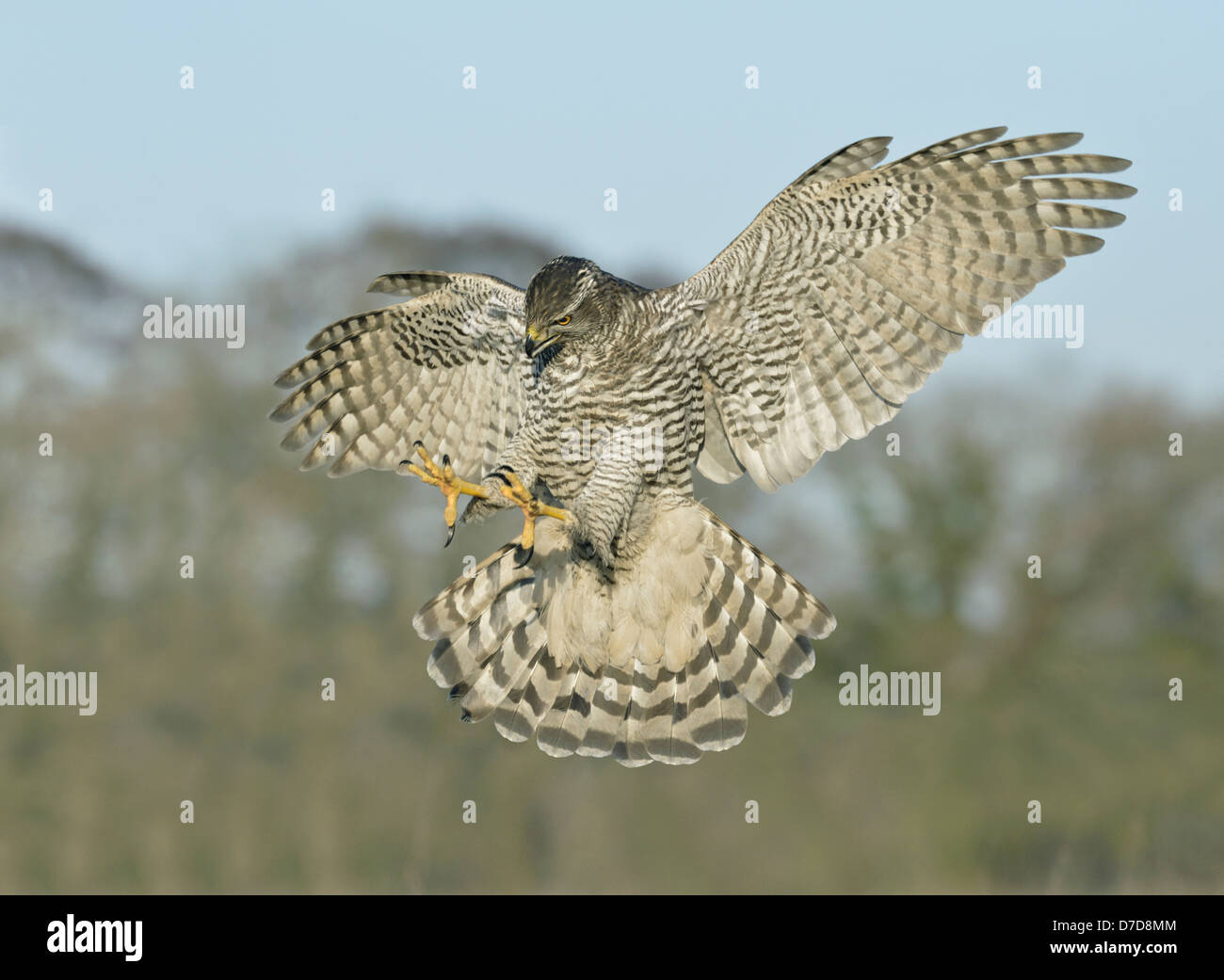 Autour des palombes Accipiter gentilis Banque D'Images