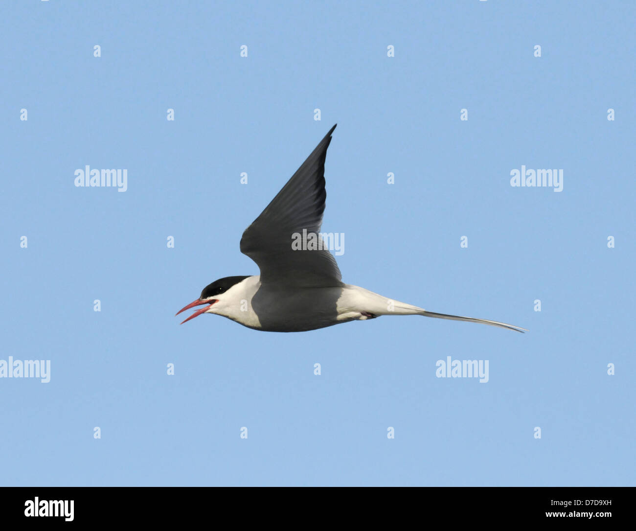 Sterne arctique Sterna paradisaea Banque D'Images