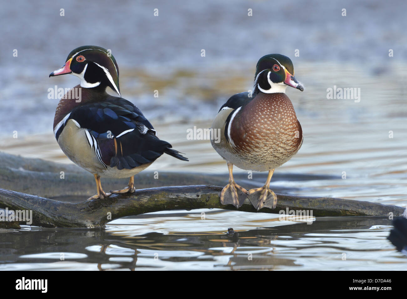 Canard branchu Aix sponsa Banque D'Images