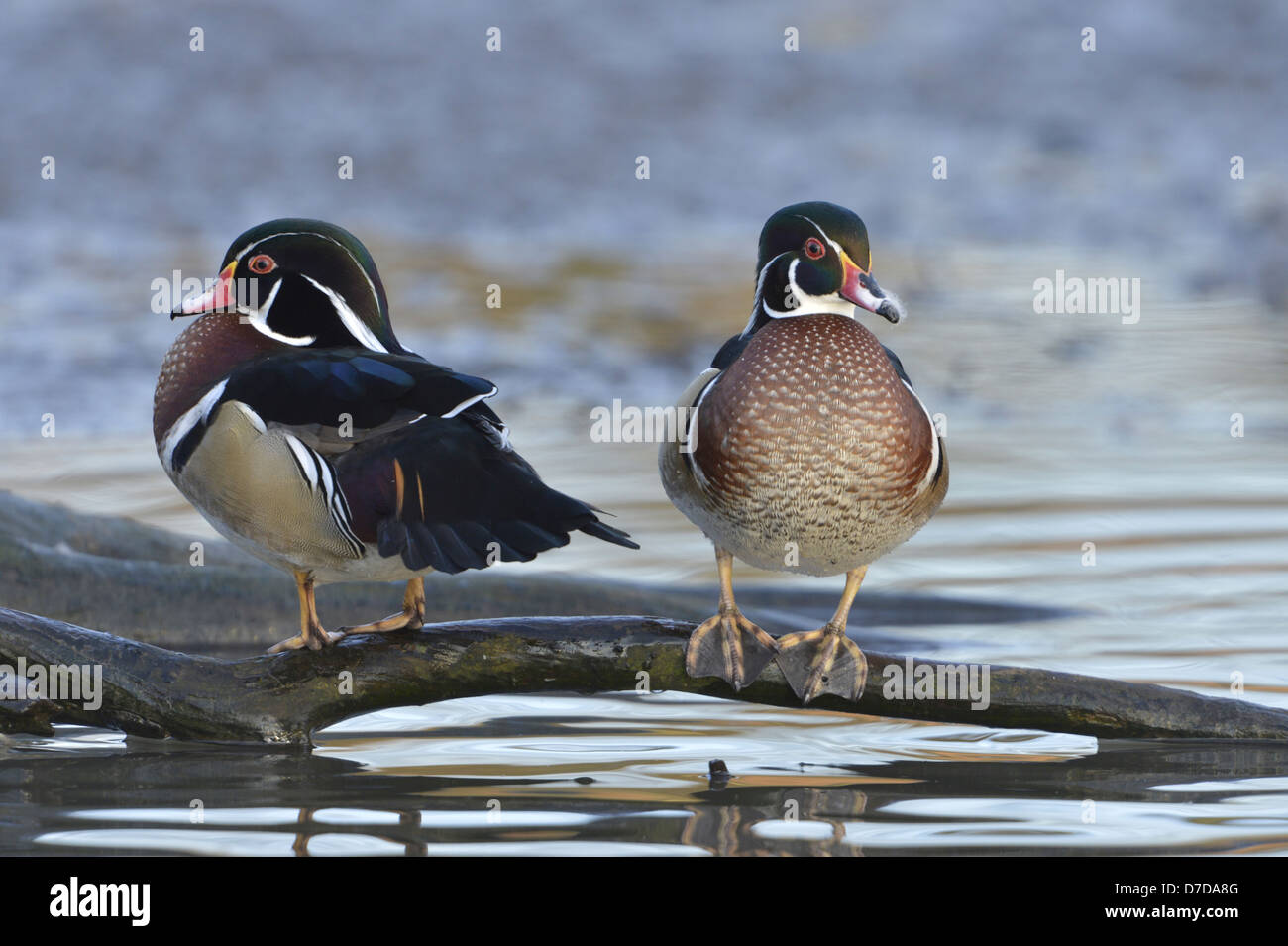 Canard branchu Aix sponsa Banque D'Images
