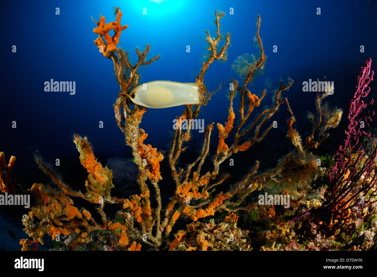 Œuf de roussette, Scyliorhinus sp., vis, Mer Adriatique, Croatie Photo  Stock - Alamy