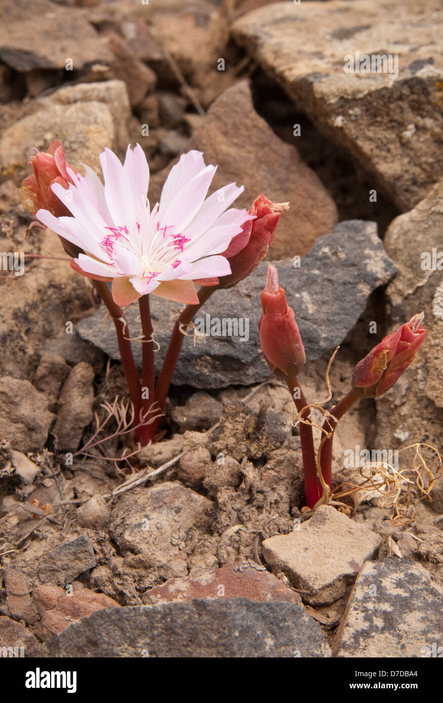 Bitterroot plante avec fleur ; Umtanum Falls Trail, L. T. Murray de faune, Centre de l'État de Washington. Banque D'Images