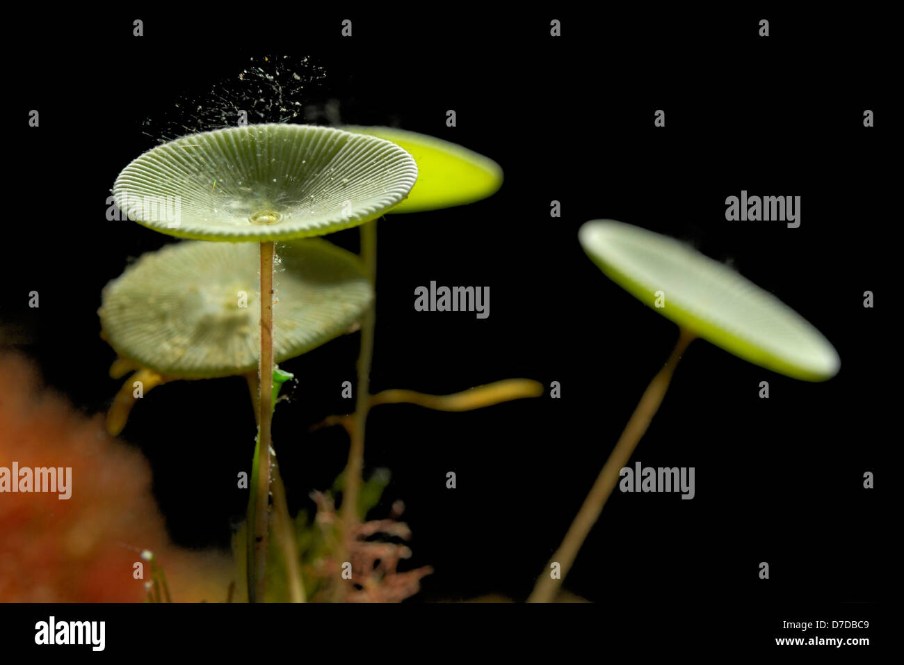Ombrelle de mer algue Banque de photographies et d'images à haute  résolution - Alamy