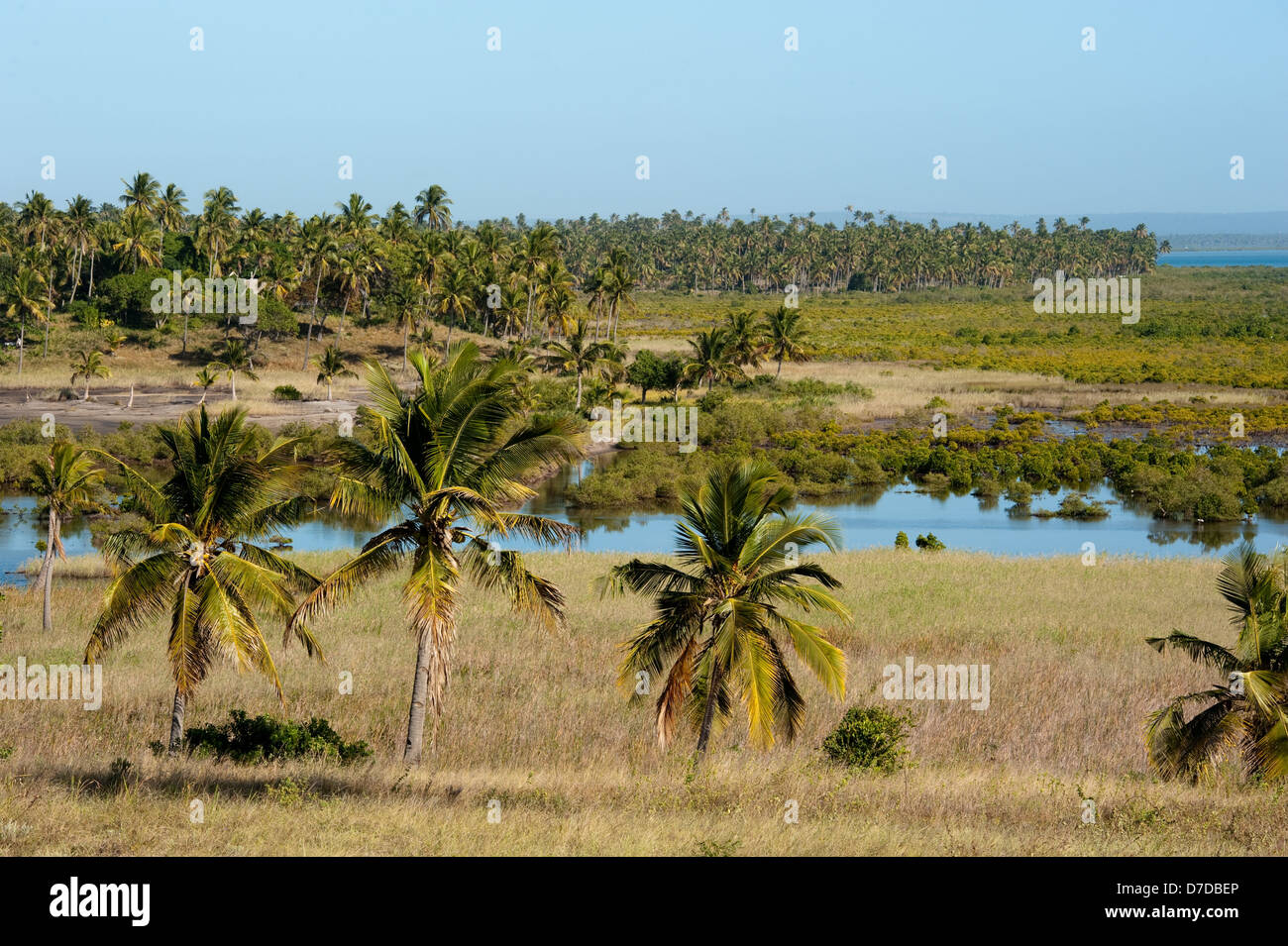 Les mangroves et palmiers, Tofo (Mozambique) Banque D'Images