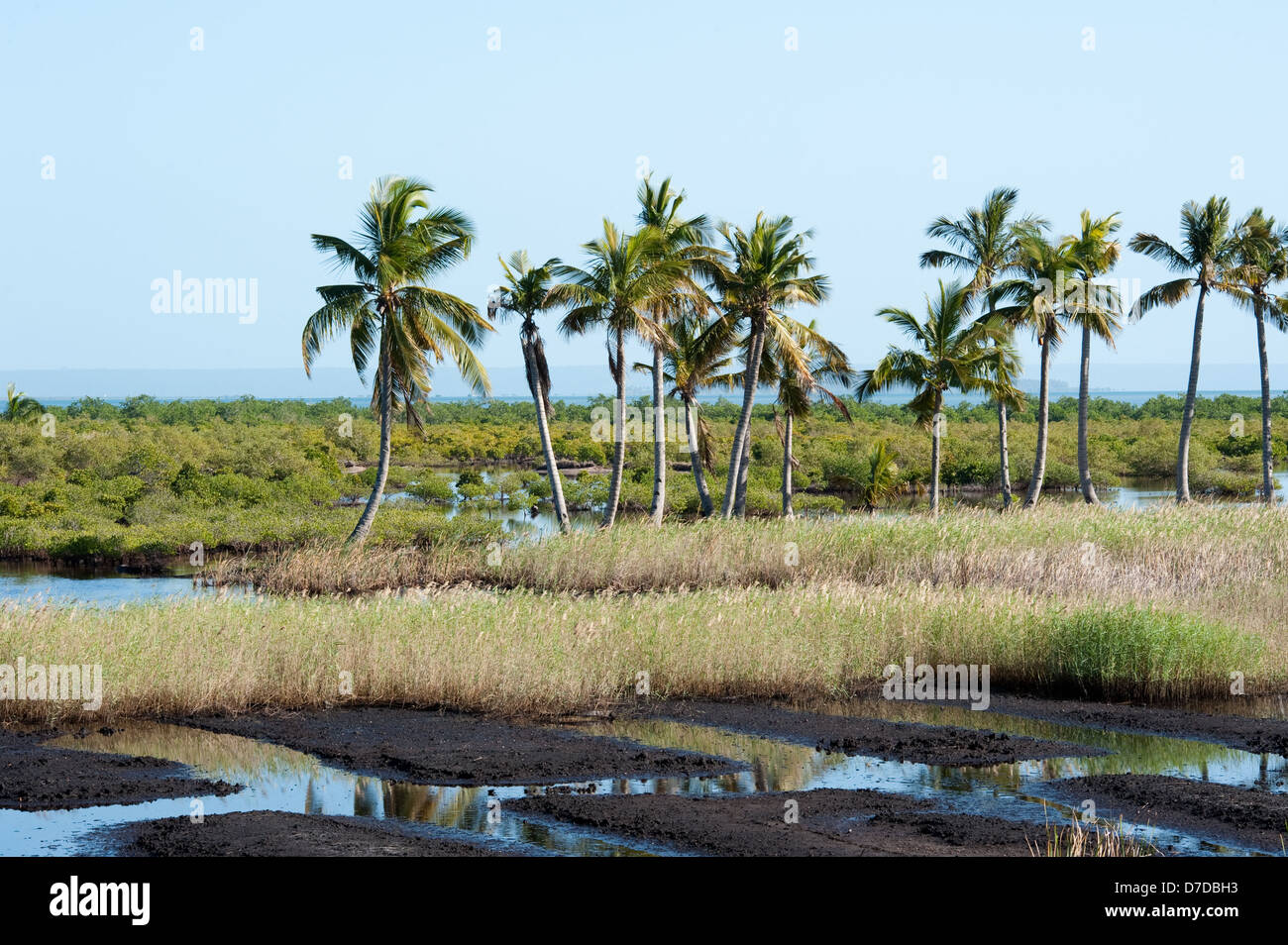 Les mangroves et palmiers, Tofo (Mozambique) Banque D'Images