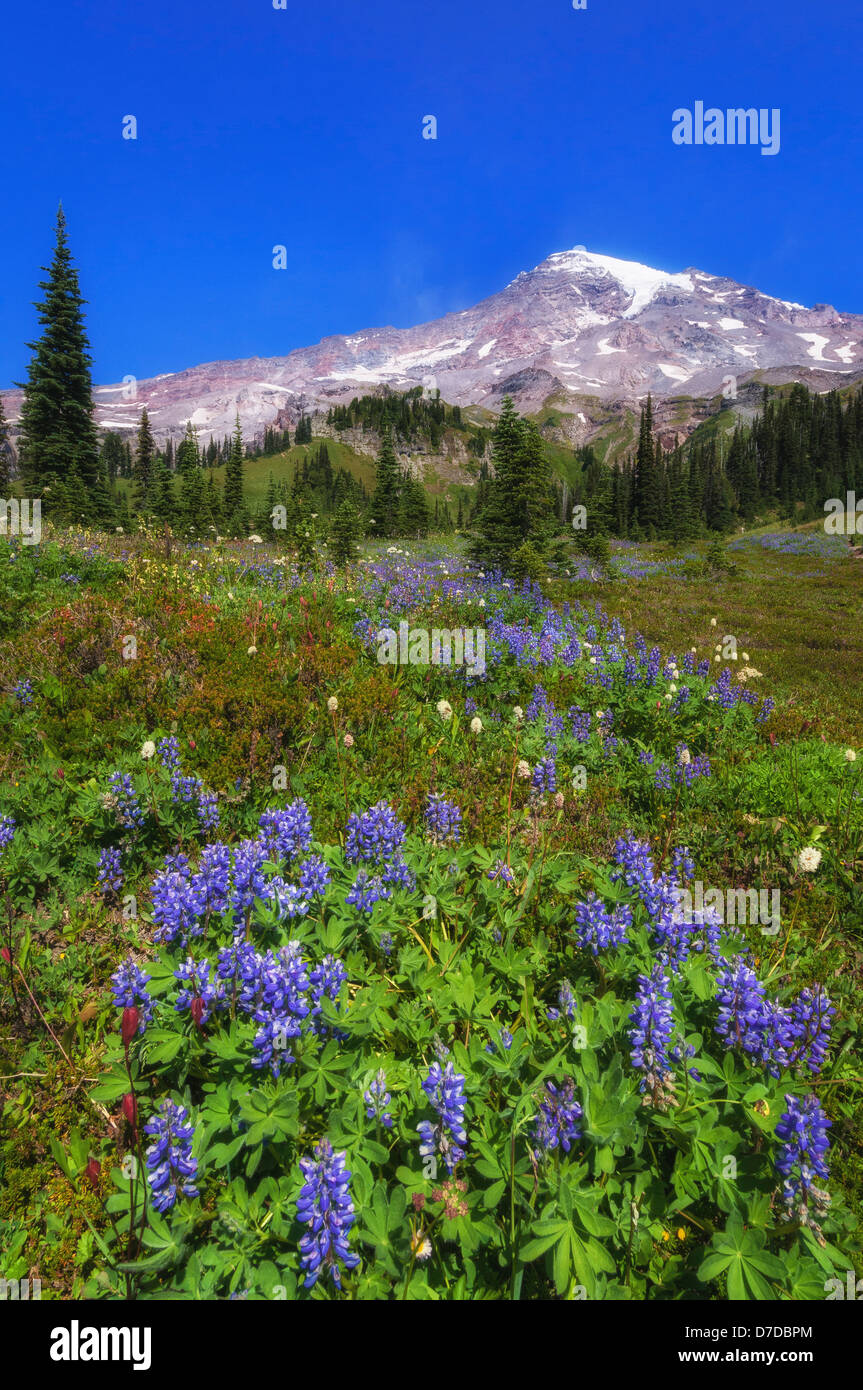 Le mont Rainier et fleurs sauvages dans la prairie à Van Trump Park ; Mount Rainier National Park, Washington. Banque D'Images