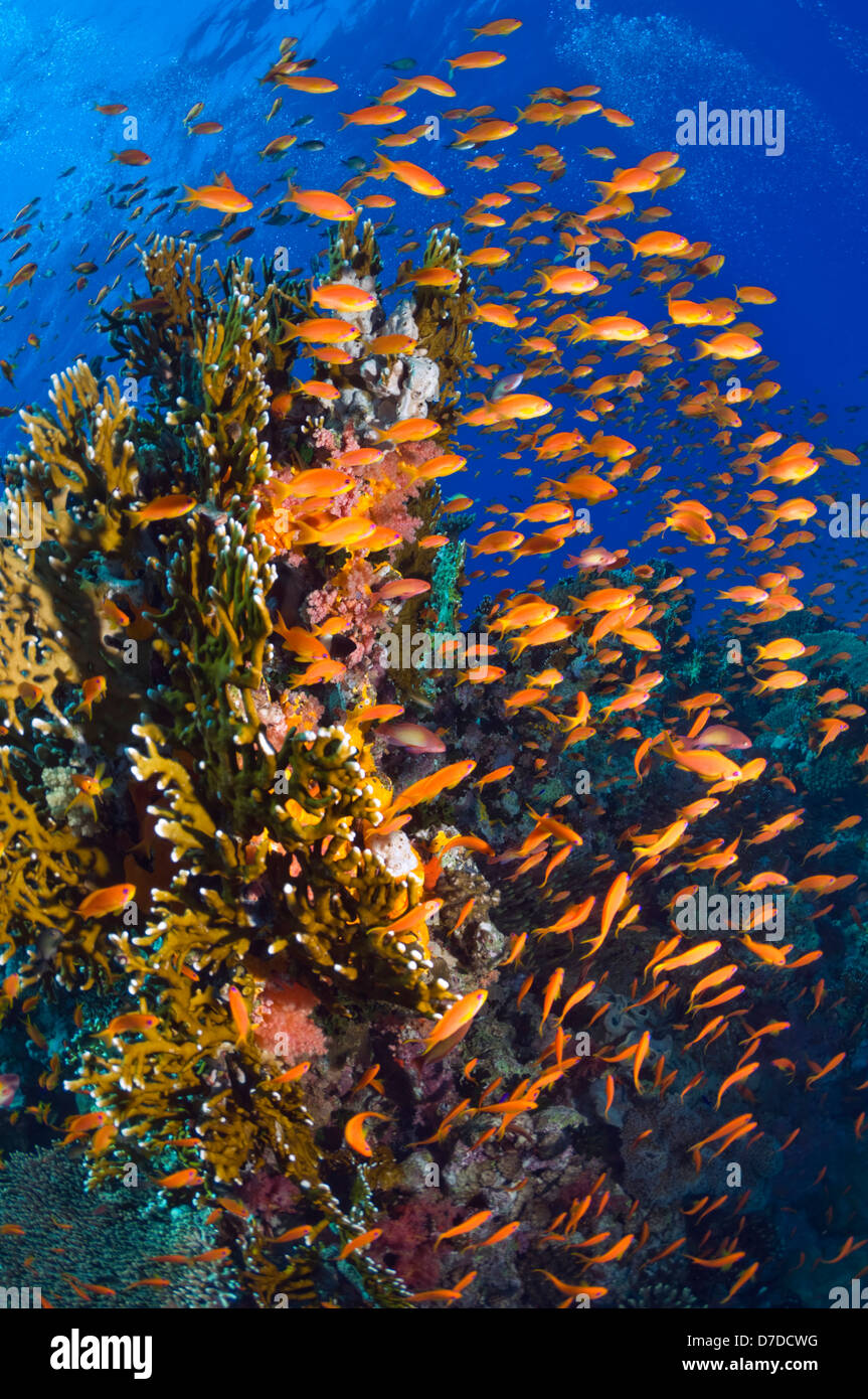 Lyretail anthias ou Goldies (Pseudanthias squamipinnis) sur les récifs coralliens, l'alimentation dans le courant. L'Egypte, Mer Rouge. Banque D'Images