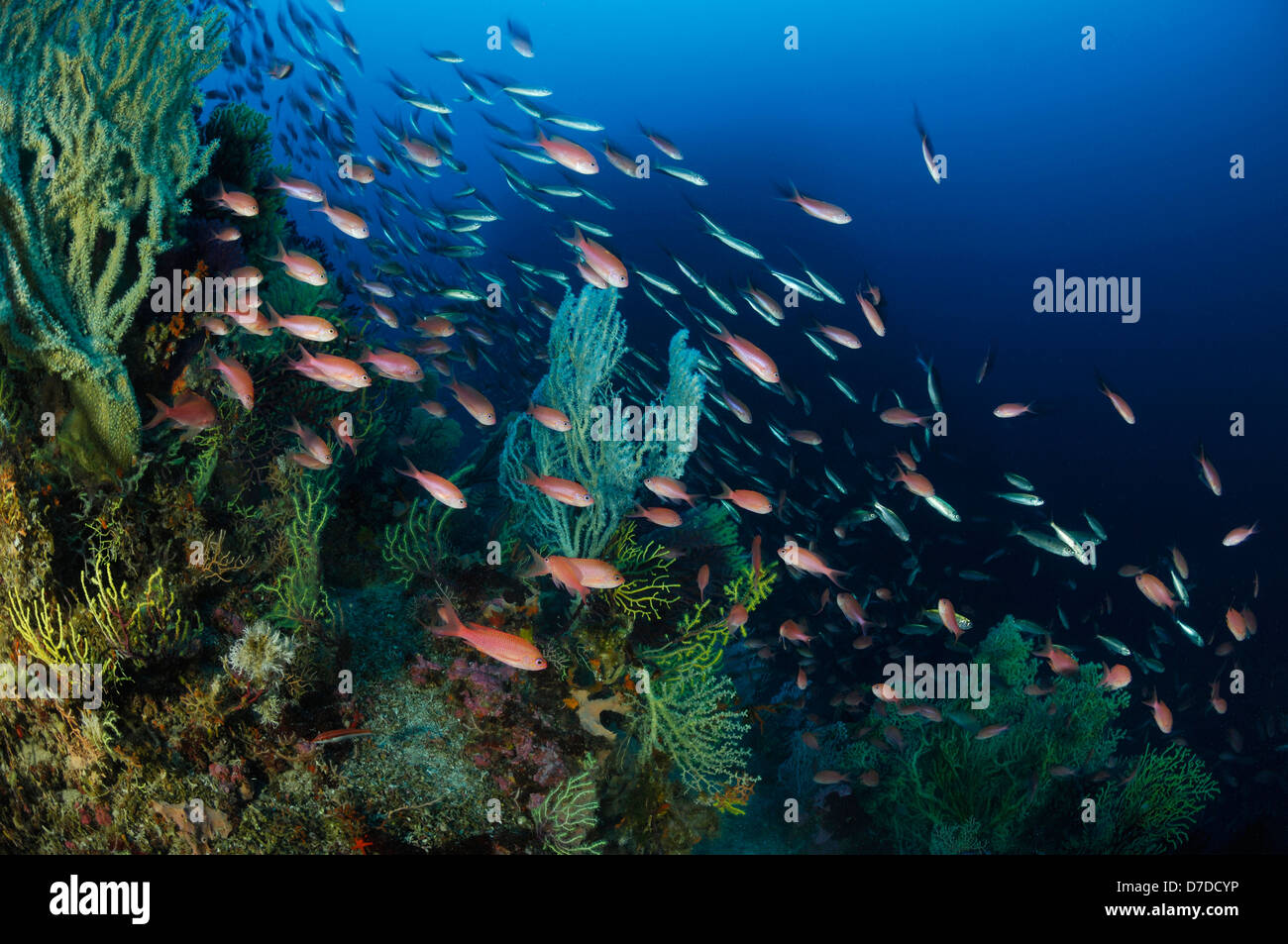 Anthias méditerranéen sur les récifs coralliens, Anthias anthias, Sušac, Mer Adriatique, Croatie Banque D'Images