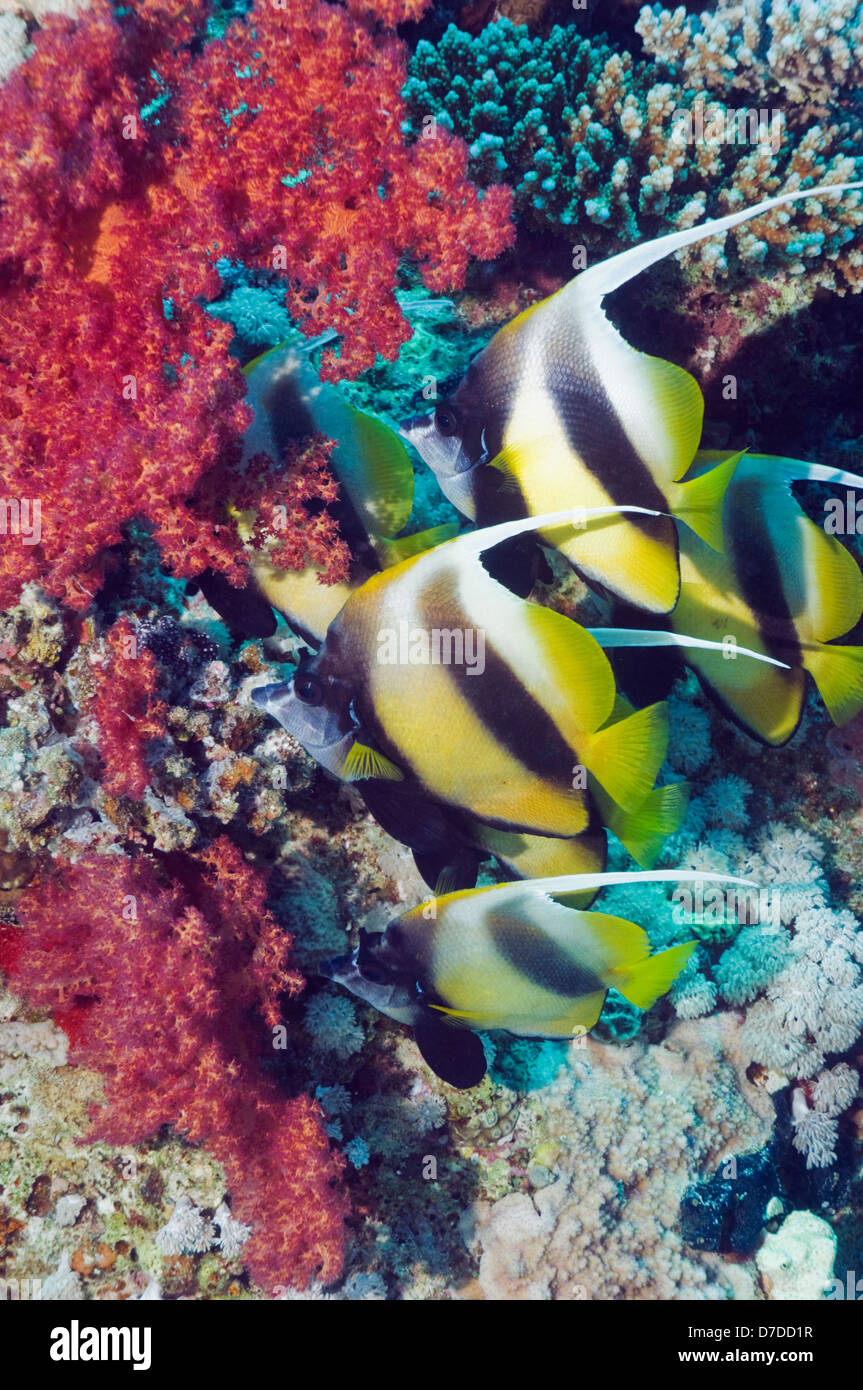 Red Sea bannerfish (Heniochus intermedius) au repos sur le récif de corail. Egytpt, Mer Rouge. Banque D'Images