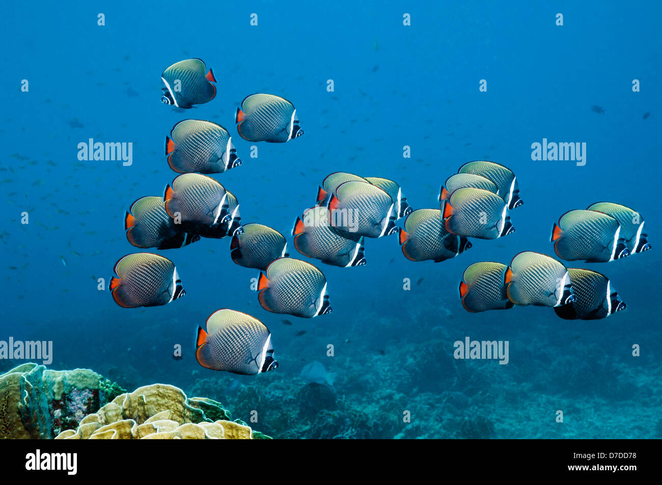 Redtail ou médiocre (Chaetodon collare à collier). La mer d'Andaman, en  Thaïlande. (Saisie numérique Photo Stock - Alamy