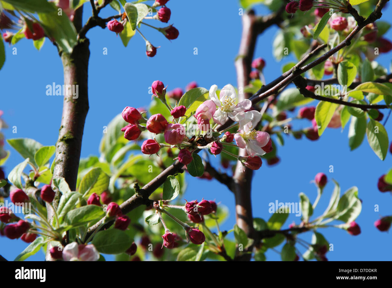 Apple Blossom du crabe et des boutons de fleurs sur la branche Banque D'Images