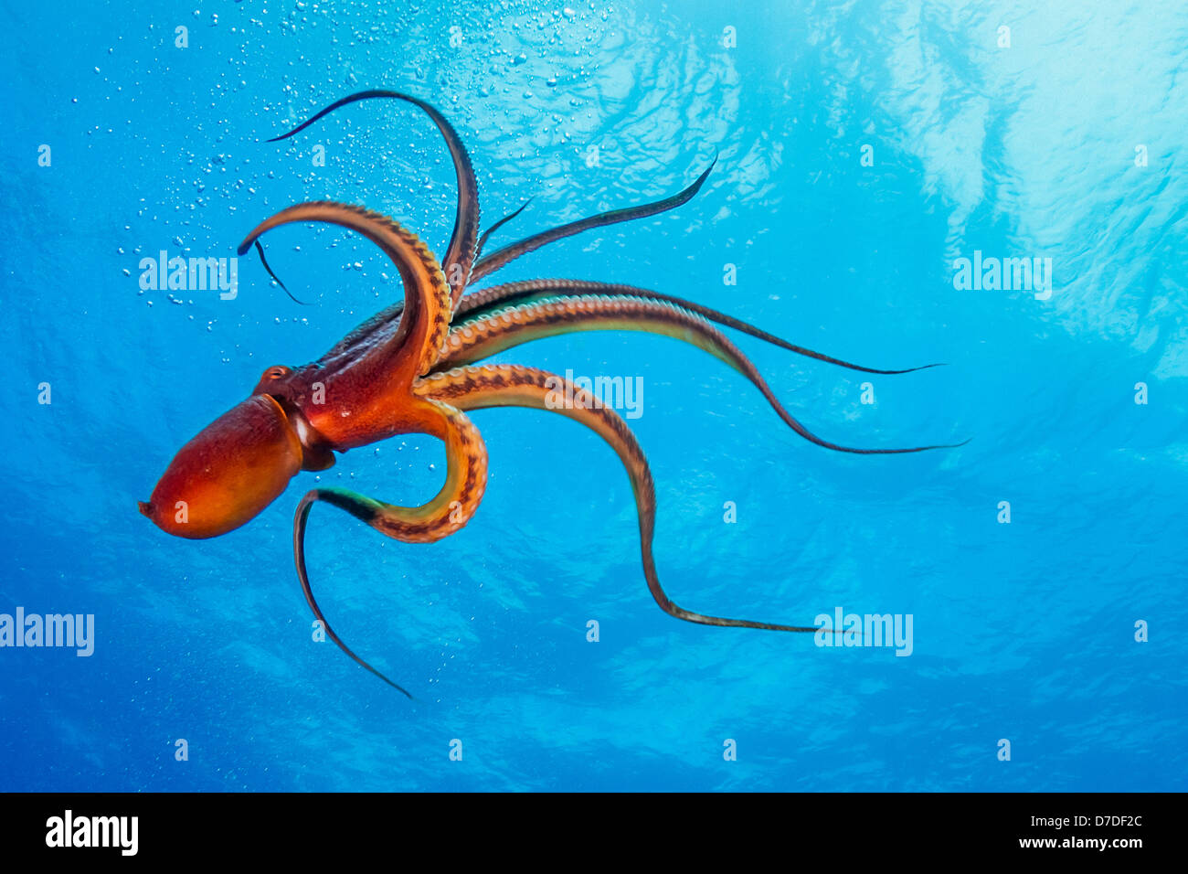 Jour poulpe, Octopus cyanea, Kohala Coast, Big Island, Hawaii, USA Banque D'Images