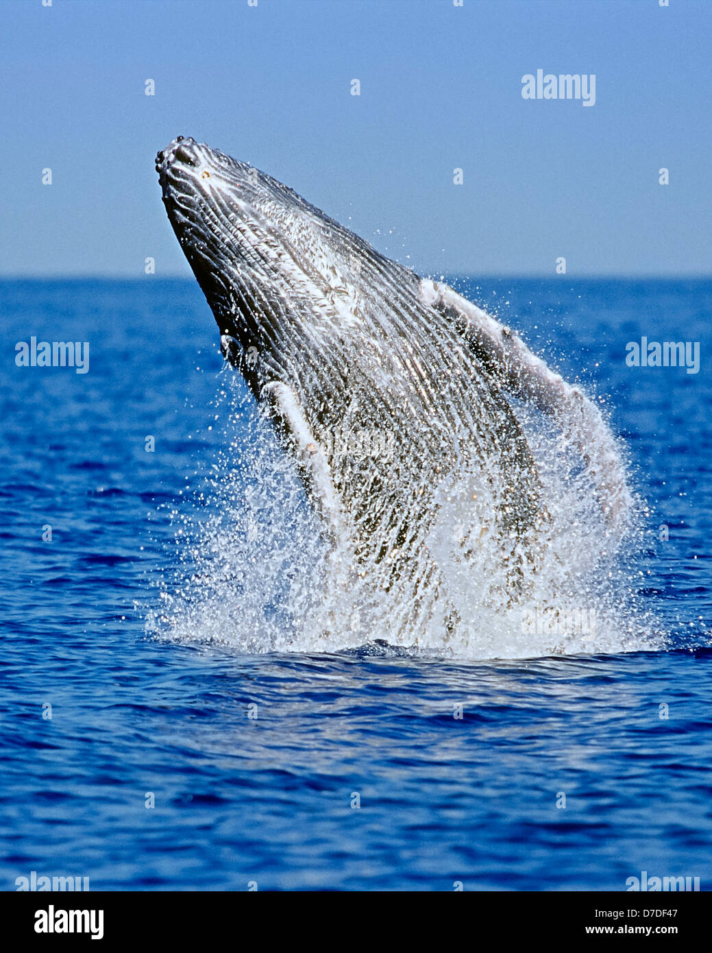 Violer la baleine à bosse, Megaptera novaeangliae, Hawaii, USA Banque D'Images