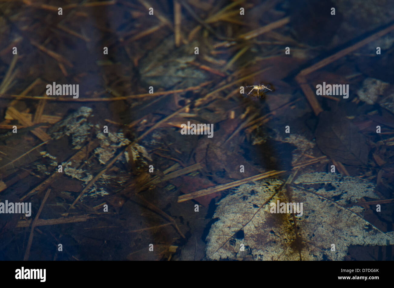 Une petite Six-Spotted Spider d'écumage de pêche le long de la surface calme d'un flux lent. Banque D'Images